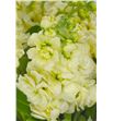 Matthiola anytime yellow 53 - MATMATYEL2