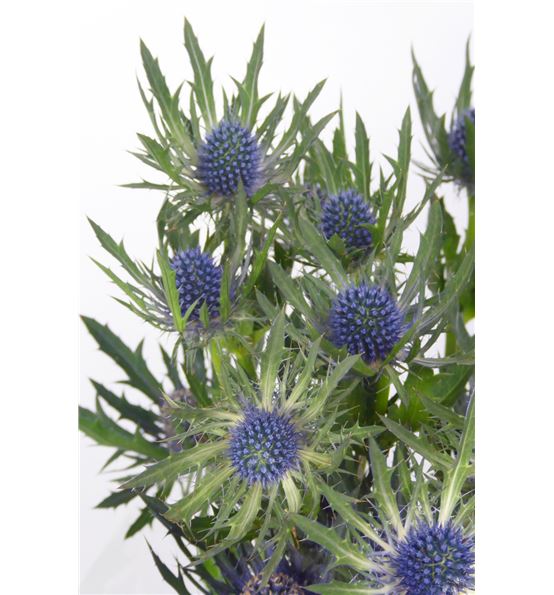 Eryng orion qstar 40