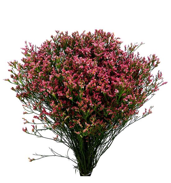 Limonium max diamond 70 - LIMMAXDIA