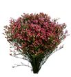 Limonium max diamond 70 - LIMMAXDIA