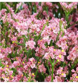 Limonium max diamond 70 - LIMMAXDIA