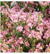 Limonium max diamond 70 - LIMMAXDIA1