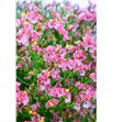 Limonium max diamond 70 - LIMMAXDIA2