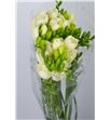 Fresia riga 42 - FRERIG