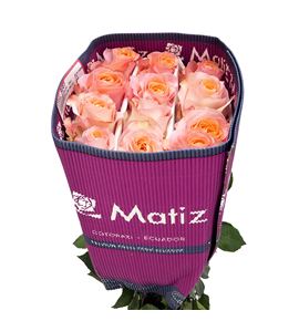 Rosa ecu coral reef 50 - RECORREE