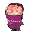 Rosa ecu coral reef 50 - RECORREE