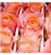Rosa ecu coral reef 50 - RECORREE1