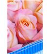 Rosa ecu coral reef 50 - RECORREE2