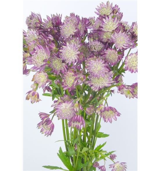 Astrantia star flame 40 - ASTSTAFLA