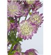 Astrantia star flame 40 - ASTSTAFLA2