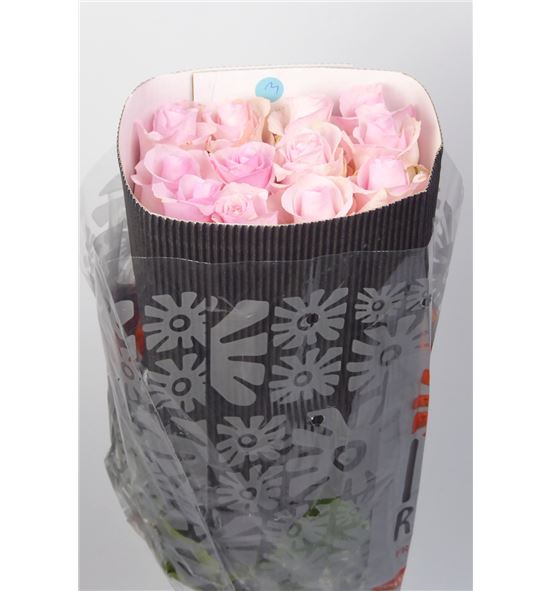 Rosa ecu jessica 50 - RENEN
