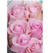 Rosa ecu jessica 50 - RENEN1