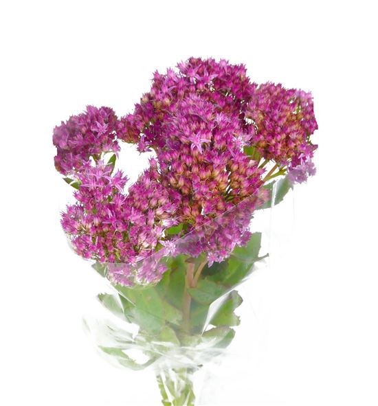 Sedum carl 45 - SEDCAR