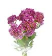 Sedum carl 45 - SEDCAR