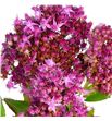 Sedum carl 45 - SEDCAR1