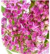 Sedum carl 45 - SEDCAR2