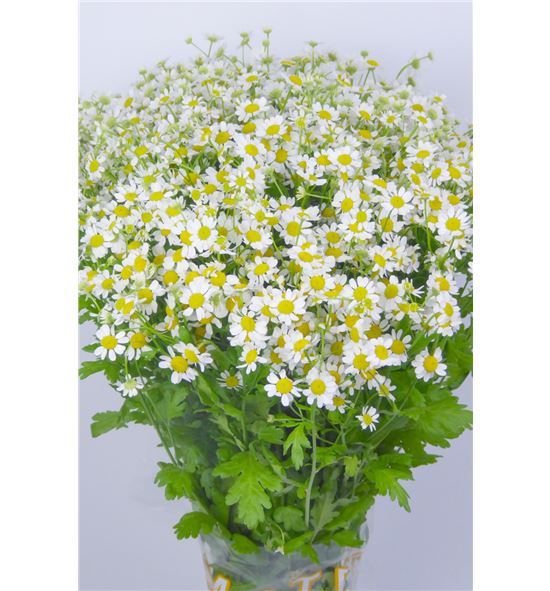 Tanacetum single vegmo 35 - TANSINVEG