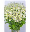 Tanacetum single vegmo 35 - TANSINVEG