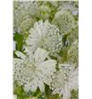 Astrantia shaggy 40 - ASTSHA1