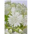 Astrantia shaggy 40 - ASTSHA2