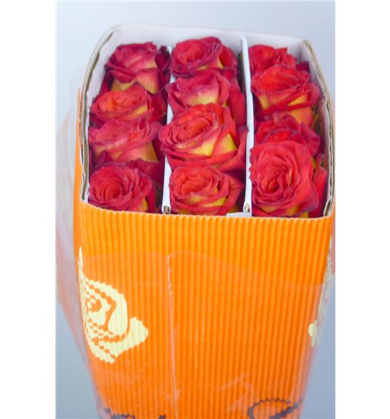 Rosa ecu payaso 50 - REPAY