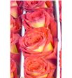 Rosa ecu payaso 50 - REPAY2