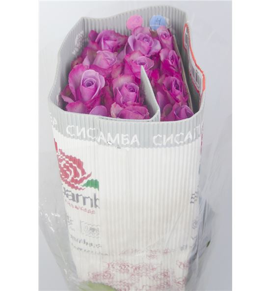 Rosa ecu blue curiosa 50 - REBLUCUR