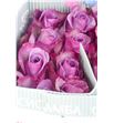 Rosa ecu blue curiosa 50 - REBLUCUR1