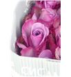 Rosa ecu blue curiosa 50 - REBLUCUR2