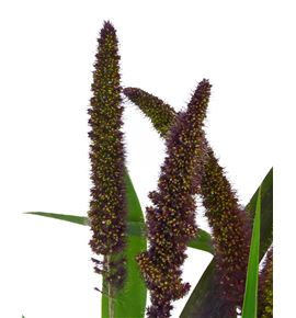 Setaria red jewel 80 - SETREDJEW