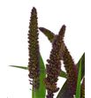 Setaria red jewel 80 - SETREDJEW1