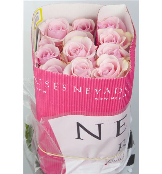 Rosa ecu titanic 70 - RETIT