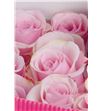 Rosa ecu titanic 70 - RETIT2