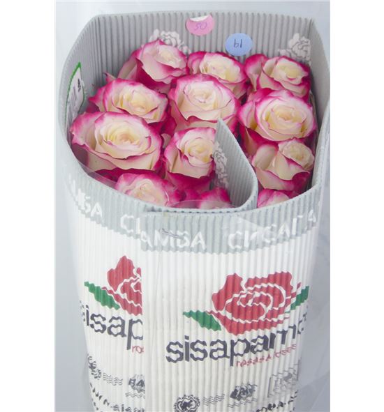 Rosa ecu sweetness 50 - RESWE