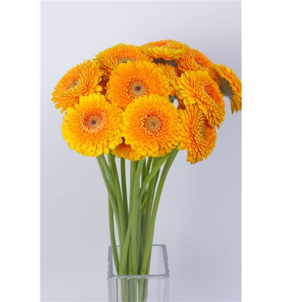 Gerb mini pompon lilo 45 - GERMPOMLIL