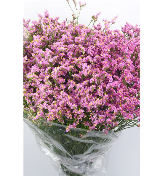 Limonium hot pink diamond 65 - LIMHOTPIN