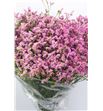 Limonium hot pink diamond 65 - LIMHOTPIN