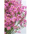 Limonium hot pink diamond 65 - LIMHORPIN2