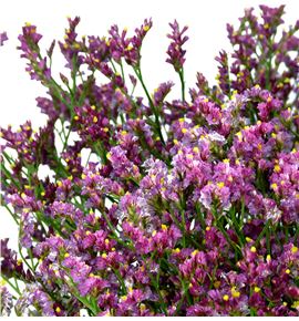 Limonium scarlet diamond 60 - LIMSCADIA