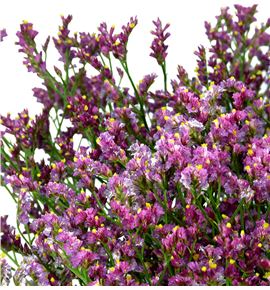 Limonium scarlet diamond 70 - LIMSCADIA