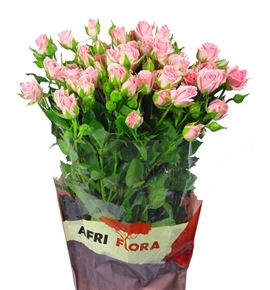 Rs ramificada odilia 80 - RTRODI