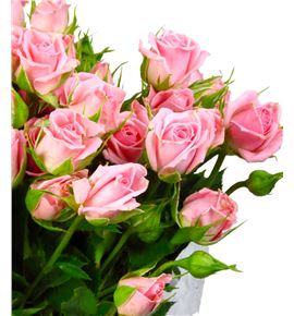 Rs ramificada odilia 80 - RTRODI