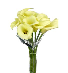 Cala snowstar 80 - ZANSNO