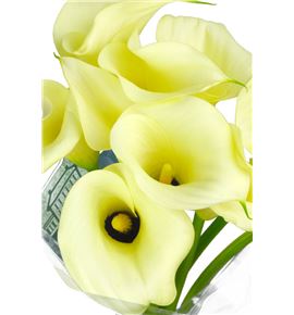 Cala snowstar 80 - ZANSNO