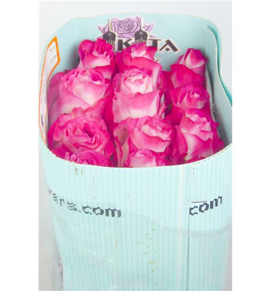 Rosa ecu high candy 70 - REHIGCAN