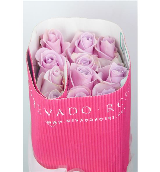 Rosa ecu nautica 50 - RENAU