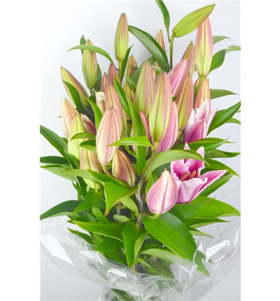 Lilium oriental hol paradero 85 - LOHPAR
