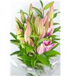 Lilium oriental hol paradero 85 - LOHPAR
