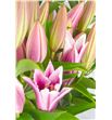 Lilium oriental hol paradero 85 - LOHPAR1