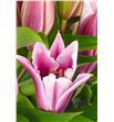 Lilium oriental hol paradero 85 - LOHPAR2